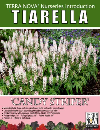 Tiarella 'Candy Striper' - Product Profile