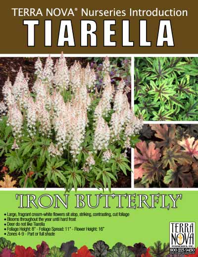 Tiarella 'Iron Butterfly' - Product Profile