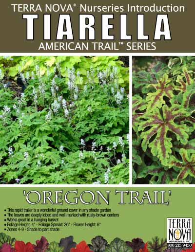 Tiarella 'Oregon Trail' - Product Profile