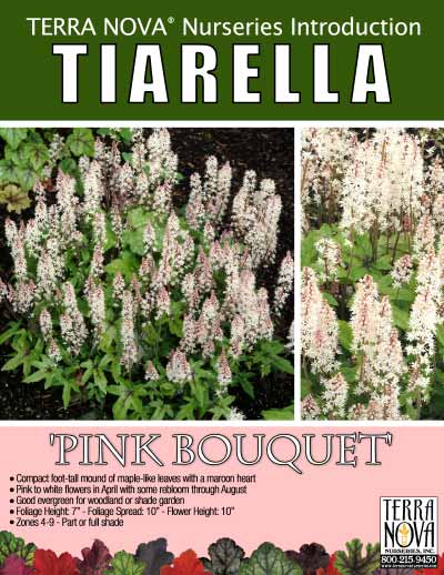 Tiarella 'Pink Bouquet' - Product Profile