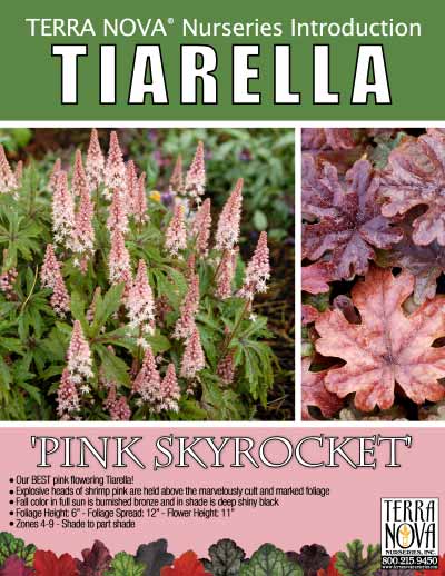 Tiarella 'Pink Skyrocket' - Product Profile