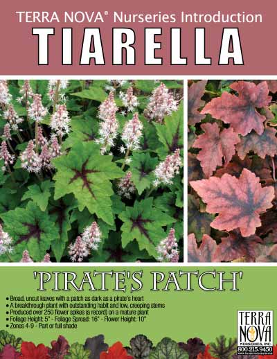 Tiarella 'Pirate's Patch' - Product Profile