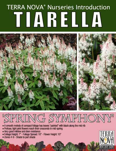 Tiarella 'Spring Symphony' - Product Profile