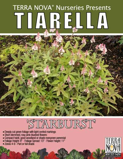 Tiarella 'Starburst' - Product Profile