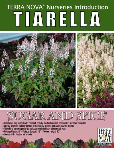 Tiarella 'Sugar and Spice' - Product Profile