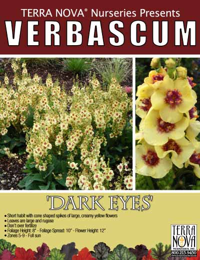 Verbascum 'Dark Eyes' - Product Profile