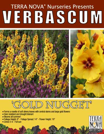 Verbascum 'Gold Nugget' - Product Profile