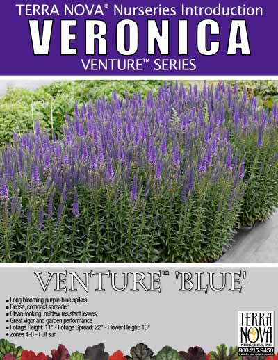 Veronica VENTURE™ 'Blue' - Product Profile