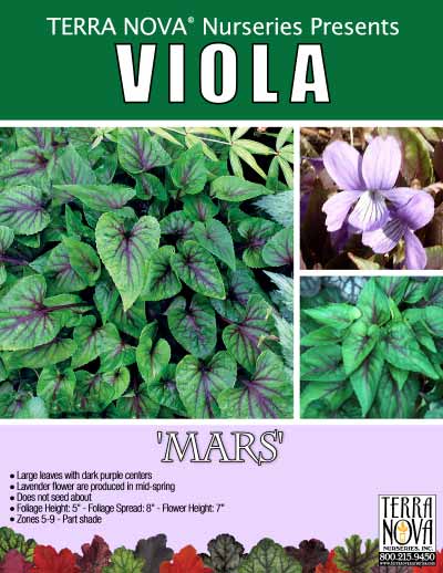 Viola 'Mars' - Product Profile