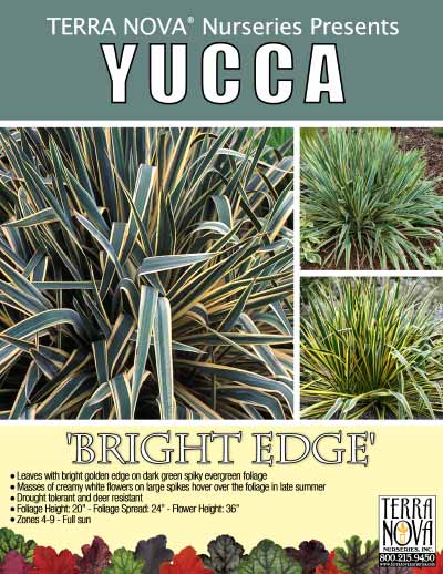 Yucca 'Bright Edge' - Product Profile