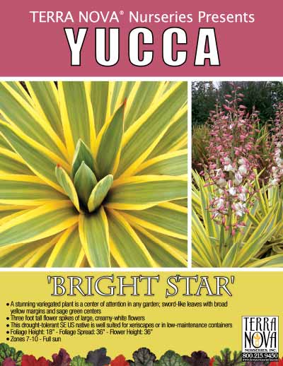 Yucca 'Bright Star' - Product Profile