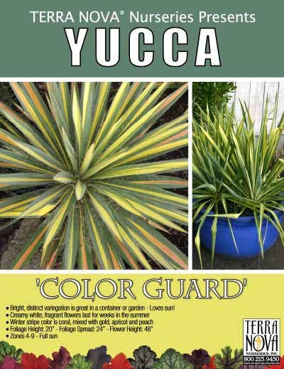 Yucca 'Color Guard' - Product Profile