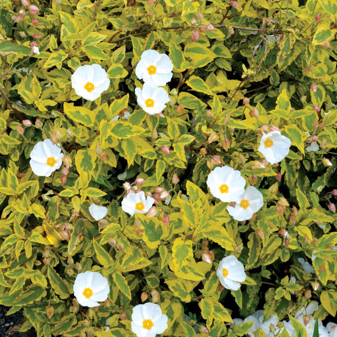 Cistus ‘Mickie’ TERRA NOVA® Nurseries, Inc.