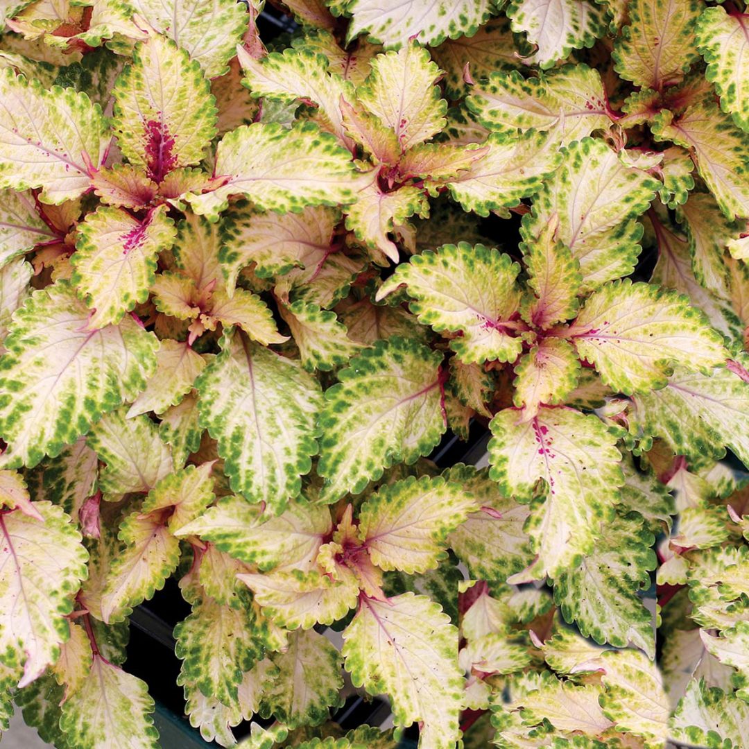 Coleus | TERRA NOVA® Nurseries, Inc.
