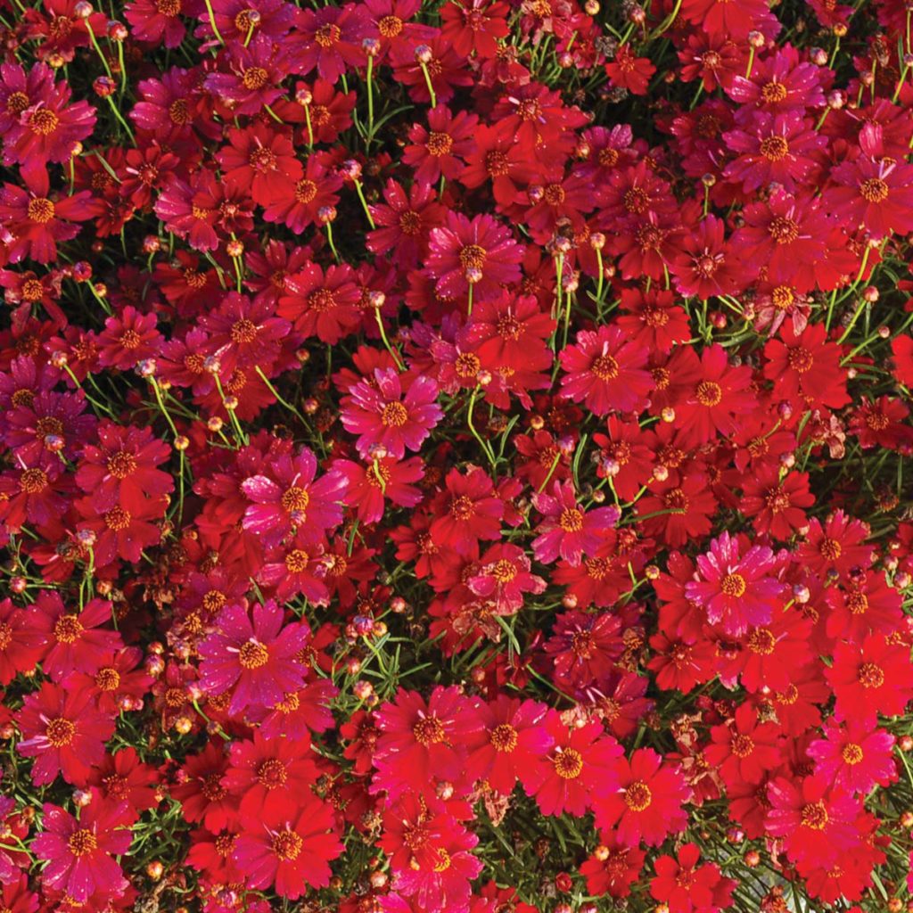 Coreopsis ‘Strawberry Punch’ TERRA NOVA® Nurseries, Inc.