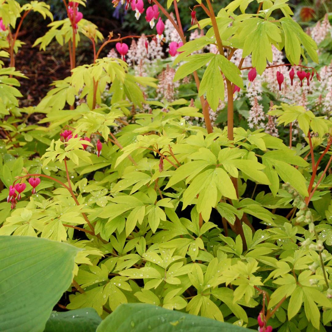 Dicentra ‘Gold Heart’ TERRA NOVA® Nurseries, Inc.