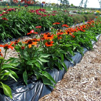 Echinacea KISMET® 'Intense Orange'