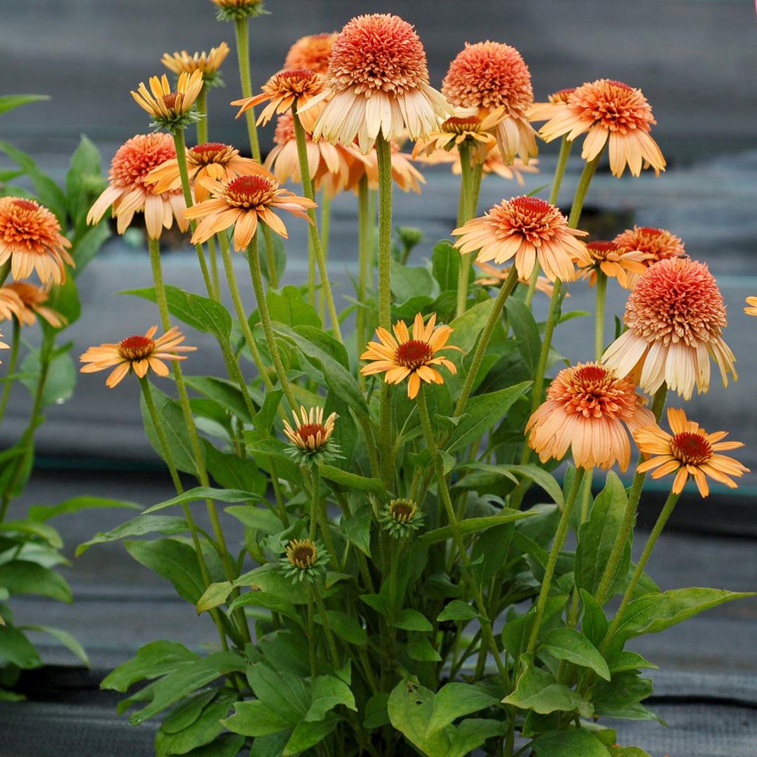Echinacea SUPREME™ ‘Cantaloupe’ | TERRA NOVA® Nurseries, Inc.