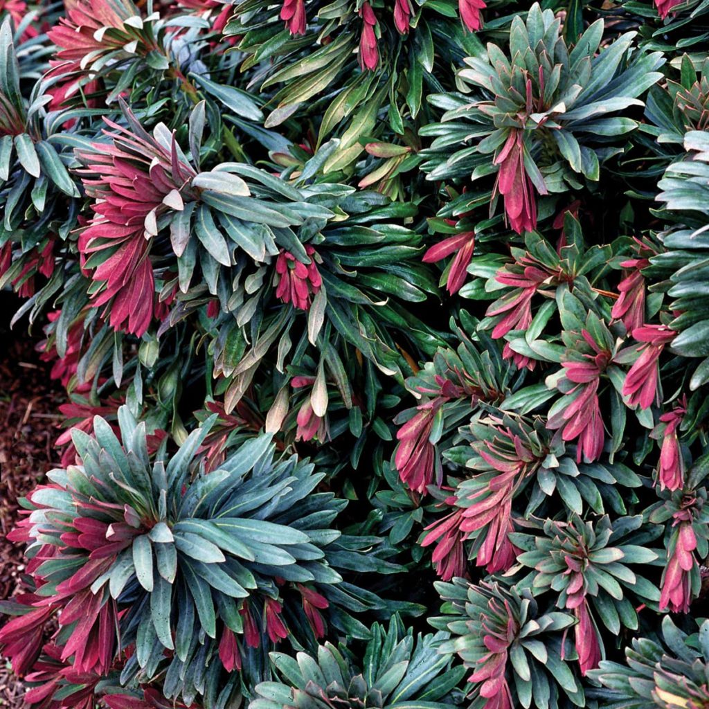 Euphorbia ‘Jade Dragon’ TERRA NOVA® Nurseries, Inc.