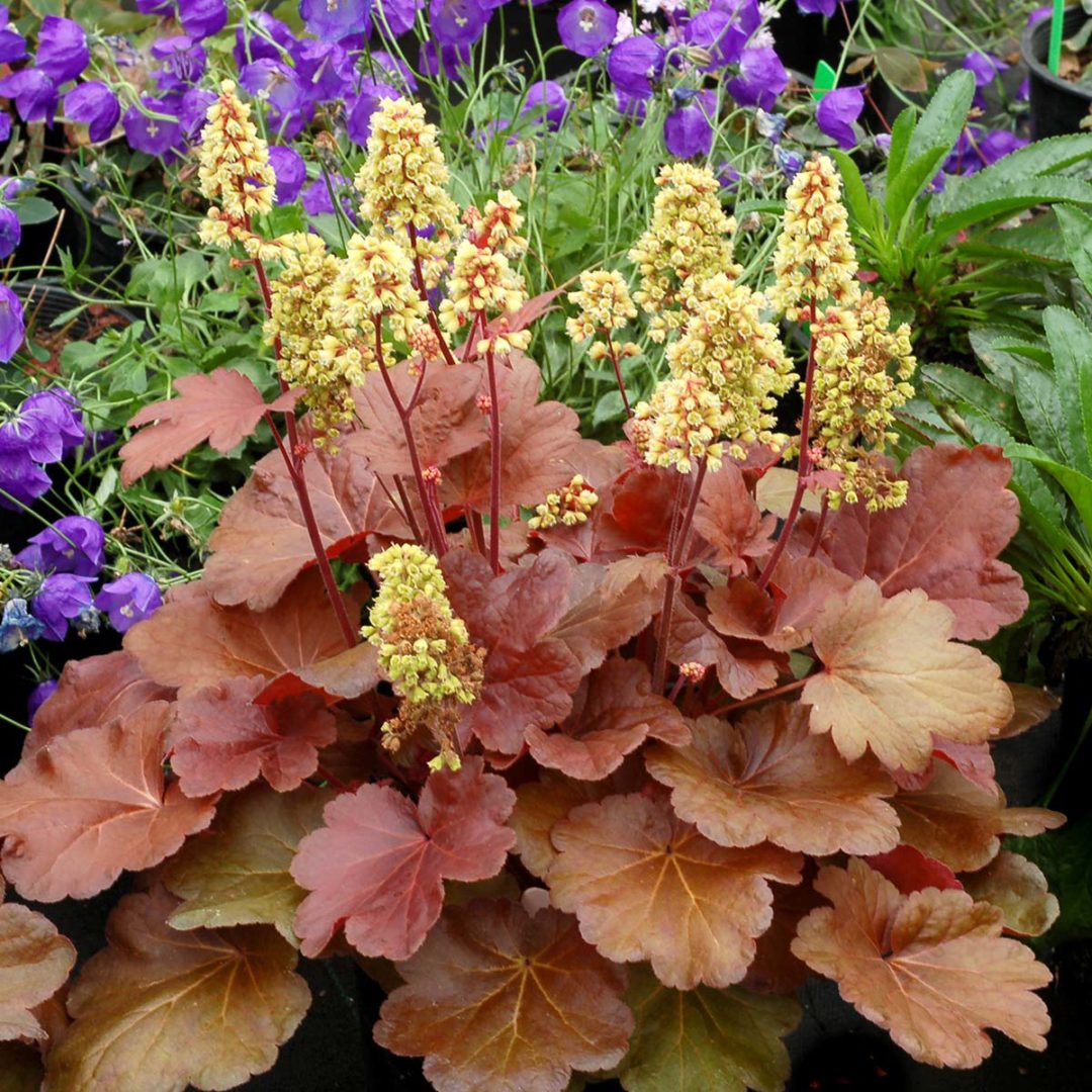 Heuchera LITTLE CUTIE™ Series TERRA NOVA® Nurseries, Inc.