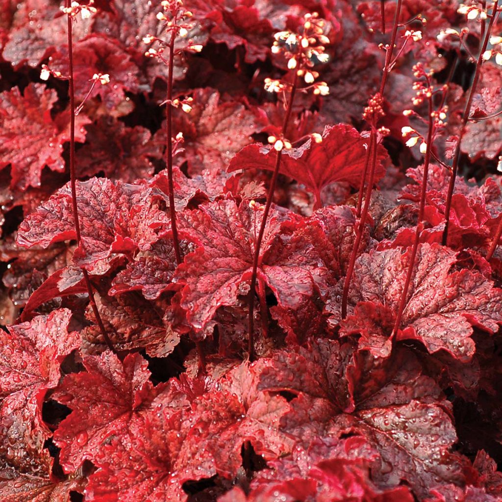 Heuchera ‘Cajun Fire’ | TERRA NOVA® Nurseries, Inc.