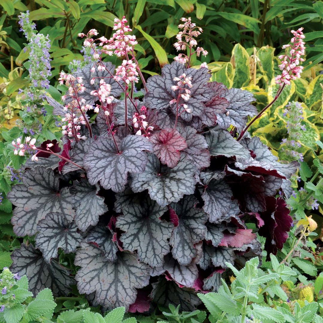 Heuchera LITTLE CUTIES™ ‘Frost’ TERRA NOVA® Nurseries, Inc.