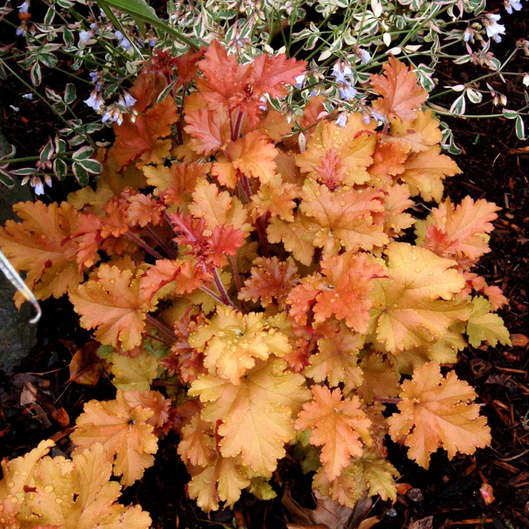 Heuchera ‘Marmalade’ TERRA NOVA® Nurseries, Inc.