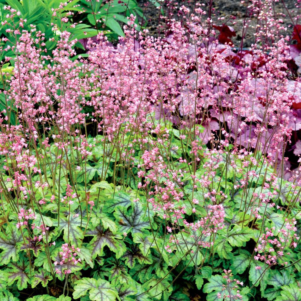 Heucherella ‘Tapestry’ TERRA NOVA® Nurseries, Inc.