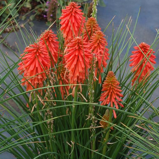 Kniphofia ‘Poco Red’ | TERRA NOVA® Nurseries, Inc.