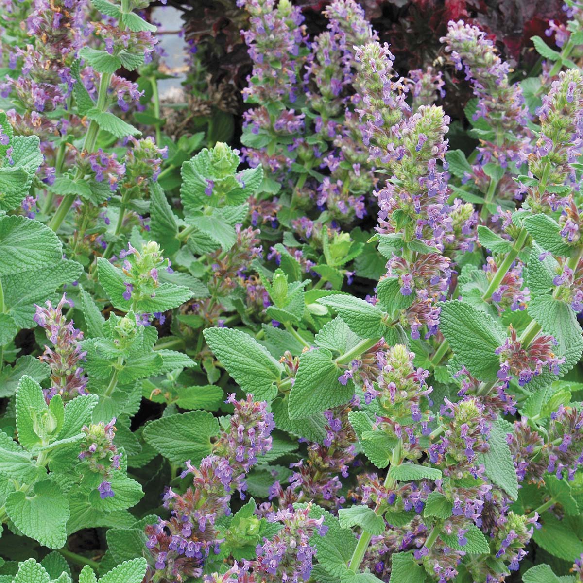 Nepeta ‘Purple Haze’ | TERRA NOVA® Nurseries, Inc.