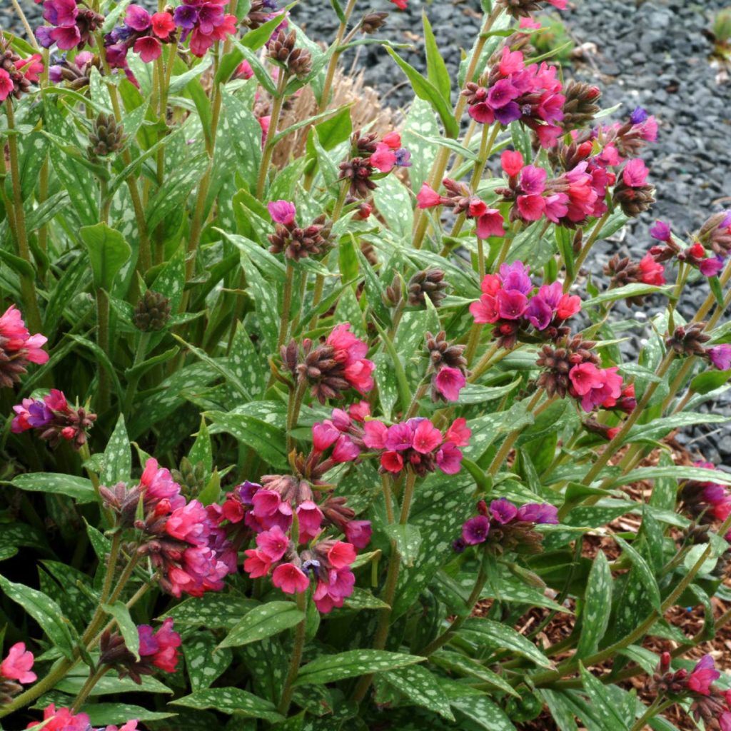 Pulmonaria ‘Raspberry Splash’ TERRA NOVA® Nurseries, Inc.