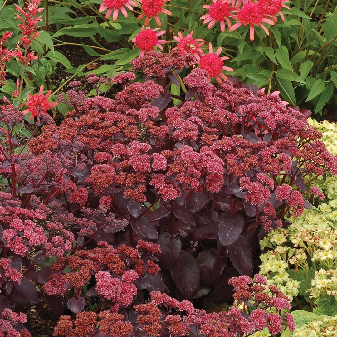 Sedum ‘Cherry Truffle’ TERRA NOVA® Nurseries, Inc.