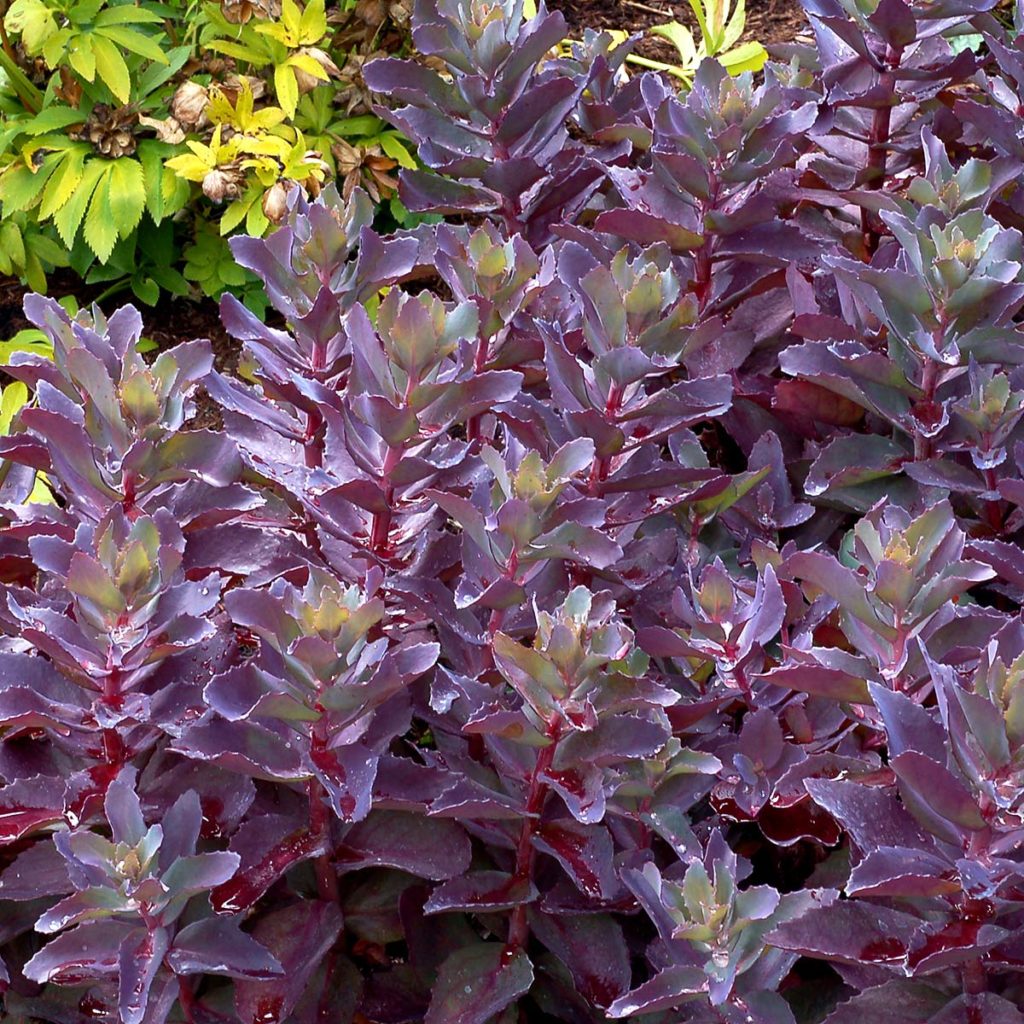 Sedum ‘Cherry Truffle’ TERRA NOVA® Nurseries, Inc.