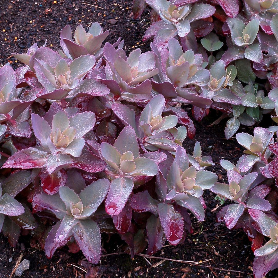 Sedum ‘Cherry Truffle’ TERRA NOVA® Nurseries, Inc.