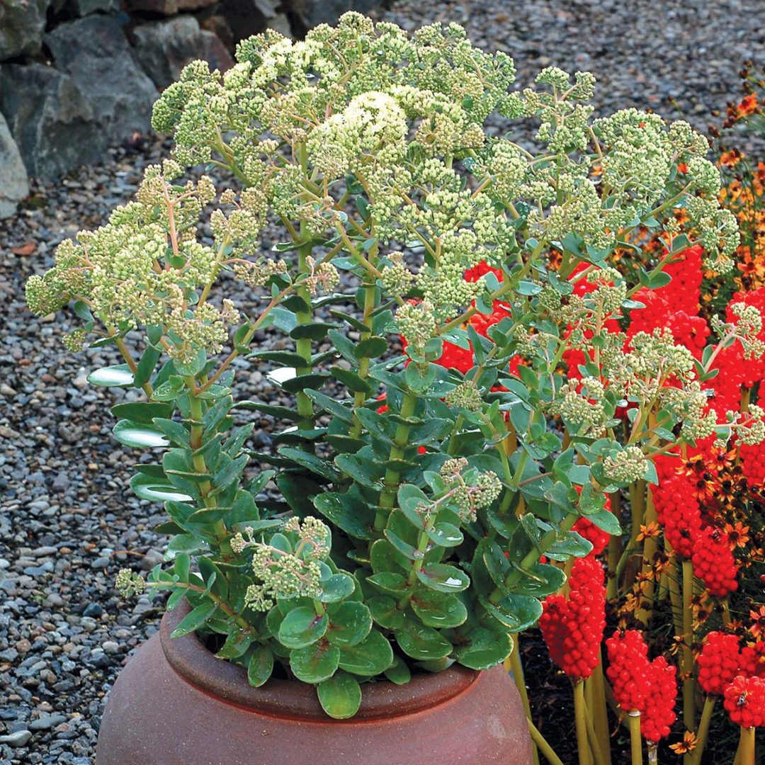Sedum ‘Rosetta’ | TERRA NOVA® Nurseries, Inc.