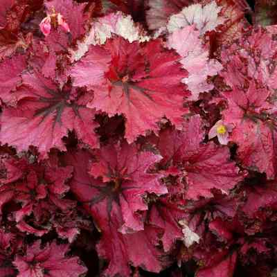 Begonia NAUTILUS™ 'Ruby'