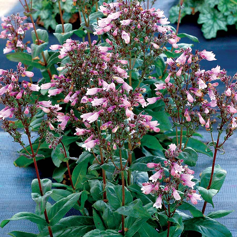 penstemon dakota verde terra nova nurseries inc time request off form