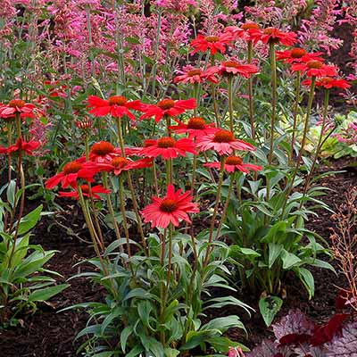 Echinacea KISMET® 'Red'