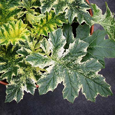 Acanthus 'Whitewater'
