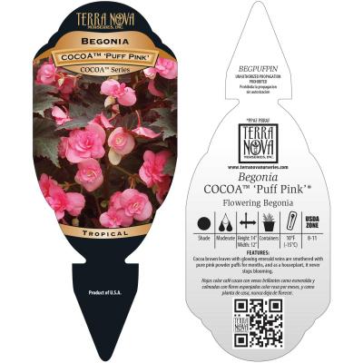 Begonia COCOA™ 'Puff Pink' - Tag