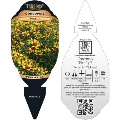 Coreopsis 'Firefly' - Tag