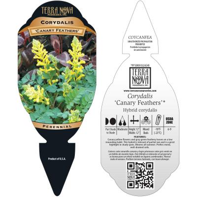Corydalis 'Canary Feathers' - Tag
