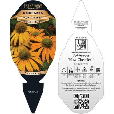 Echinacea 'Now Cheesier' - Tag