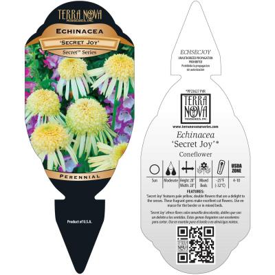 Echinacea 'Secret Joy' - Tag