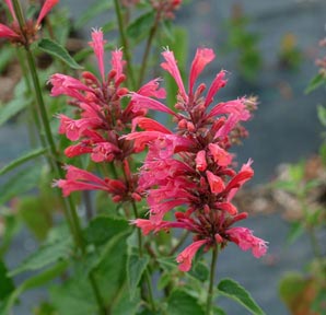 Agastache 'Raspberry Summer'