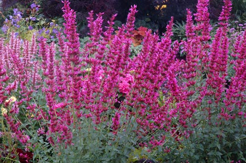 Agastache 'Summer Love'