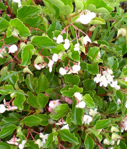 Begonia cucullata var. arenosicola