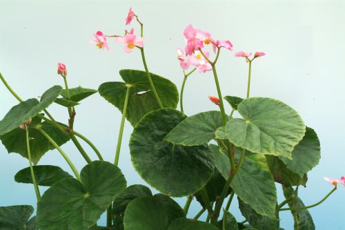 Begonia chitoensis