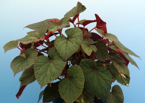 Begonia grandis 'Claret Jug'