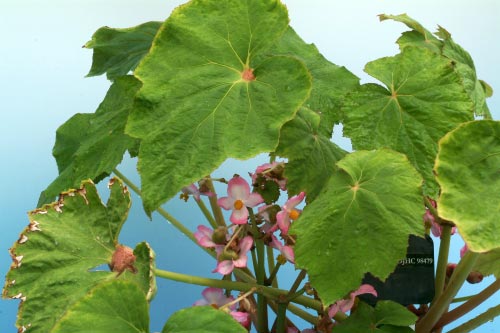 Begonia emeiensis